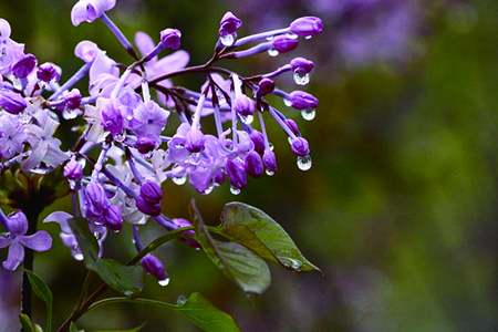 丁香花