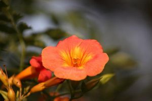 家里養凌霄花有哪些好處