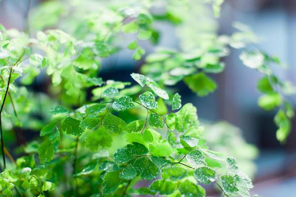 霧霾天氣，你家里養(yǎng)吸毒植物了嗎？