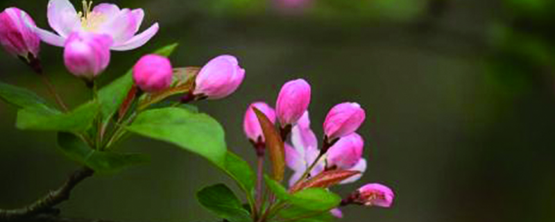 海棠花葉銹怎么辦，干葉是怎么回事