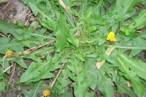 天冷就吃這種“野菜”，種子撒一把，30天長成一盆