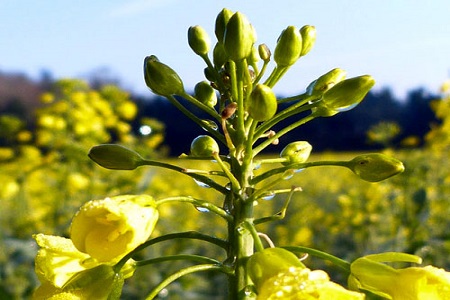 油菜結籽