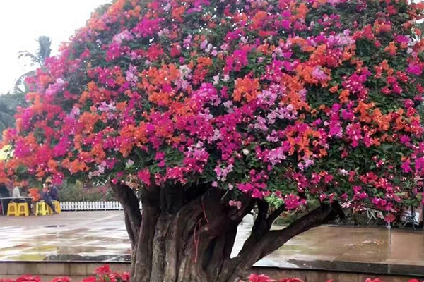 這種“花”，開(kāi)花200天，還特好養(yǎng)，北方也能養(yǎng)活