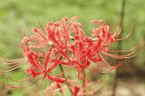 這花有花無葉，有葉無花，被稱作“死亡之花”！