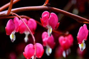 秋冬季節(jié)馬上來，家里養(yǎng)幾盆“凍不死”花卉，再冷也能賞花！