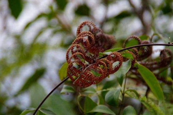 別看這種植物“丑”，市場(chǎng)上都搶不著，營(yíng)養(yǎng)比燕窩還高！