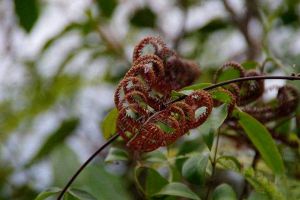 別看這種植物“丑”，市場上都搶不著，營養(yǎng)比燕窩還高！