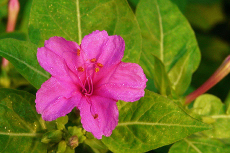 紫茉莉