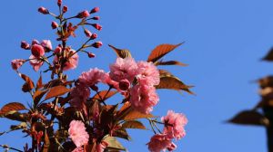 日本晚櫻和東京櫻花的區別