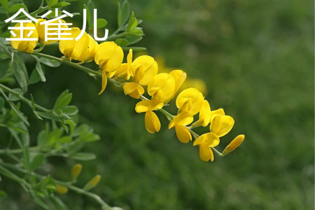 錦雞兒花