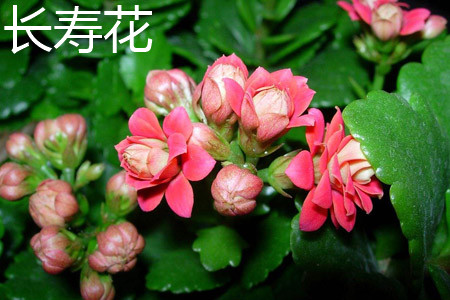 長(zhǎng)壽花