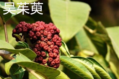 吳茱萸