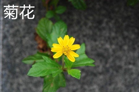 菊花，葉.jpg