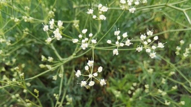 防風與桂枝有什么區別