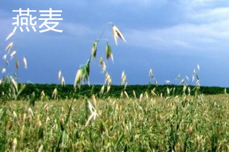 燕麥，植株·1.jpg