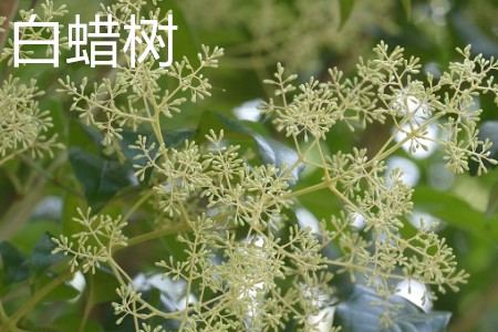 白蠟樹，花.jpg