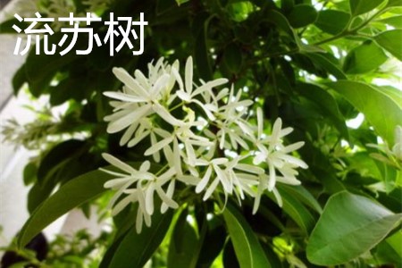 流蘇樹，花.jpg