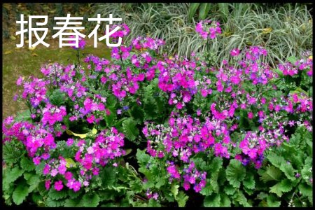 報春花