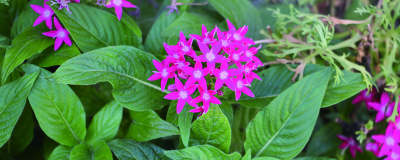 五星花怎么養