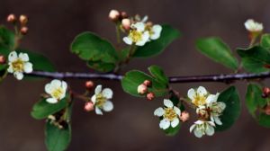 水栒子花和平枝栒子花的區(qū)別