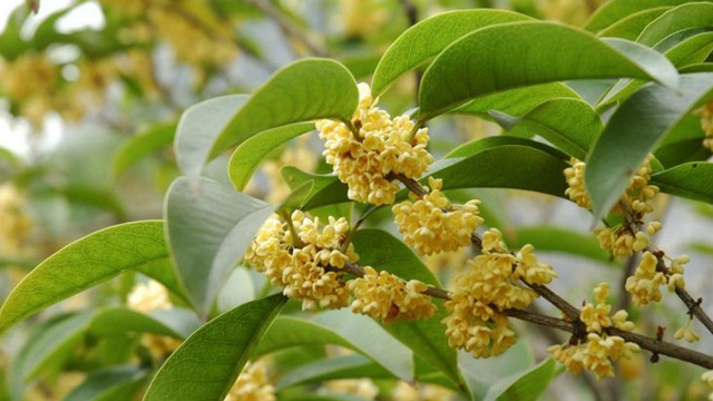 桂花幾月份開花