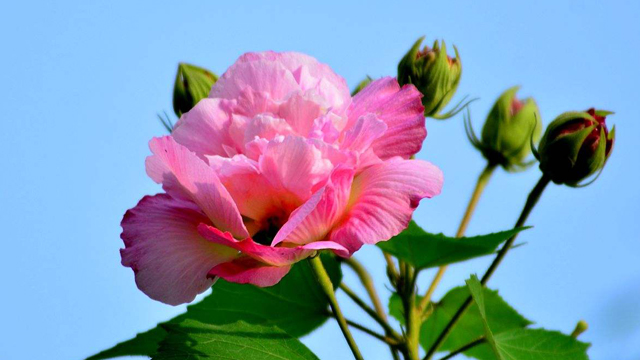 芙蓉花怎么養