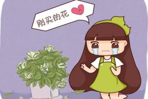 入秋別買這5種花，回家3天花苞全掉，再便宜都虧!