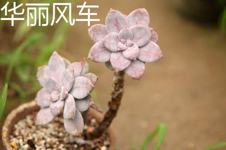 華麗風車植株