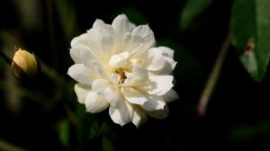 木香花和薔薇花的區(qū)別