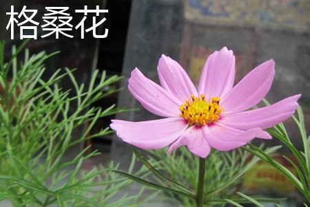 格桑花葉片