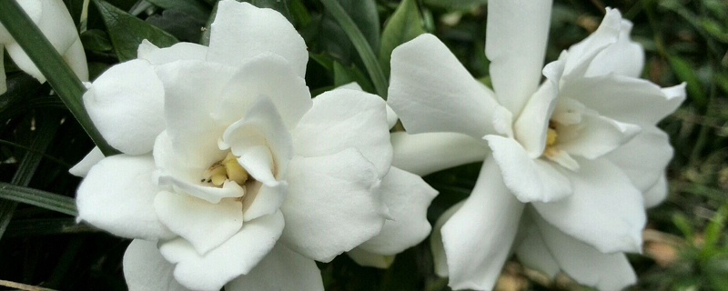 梔子花冬天怎么養