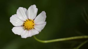 茼蒿花和格桑花的區別