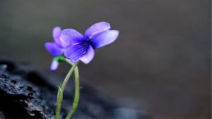 堇菜和紫花地丁的區別