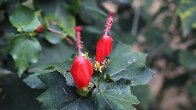 小懸鈴花的養殖方法