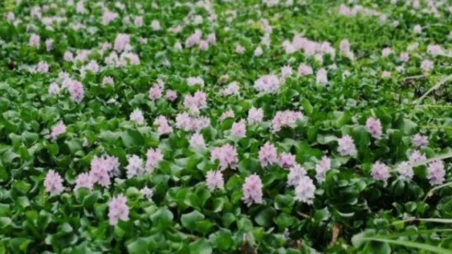 這花再好看也別養，落地生根就瘋長，簡直就是生物入侵！