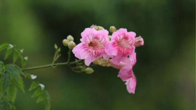 紫蕓藤的養殖方法