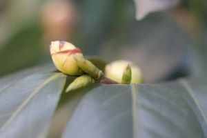 “茶花”開花之前，1把剪刀剪一剪，花開得更旺了