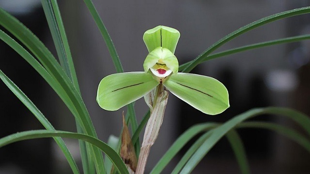 蘭花為什么那么貴