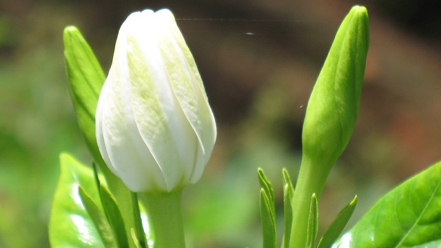 梔子花苞多長時間開花