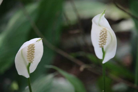 白鶴芋怎么養