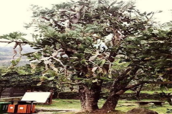 50年的牡丹，110年的仙人掌，這些花歲數(shù)竟比你還大！