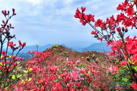 漂亮的四季杜鵑