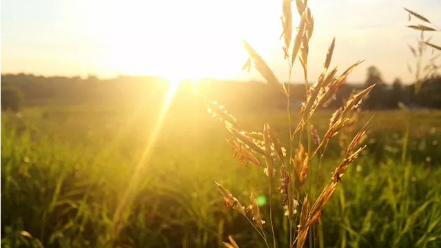 這3種植株不能“曬”，你把它放陽臺上養(yǎng)，不黃葉才怪！