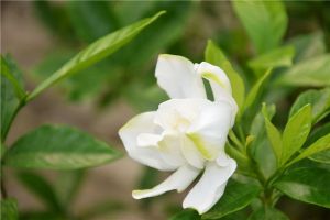 梔子花和茉莉的區別