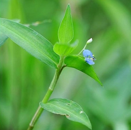 漂亮的竹節(jié)草