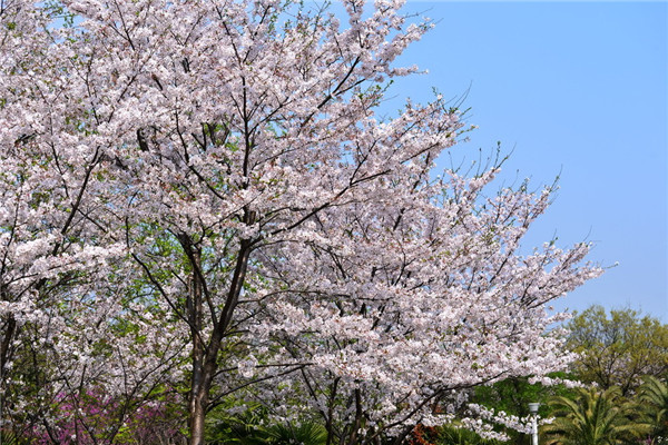 日本早櫻的養殖方法及注意事項