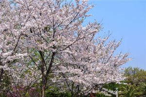 日本早櫻的養殖方法及注意事項