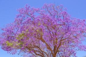 藍(lán)花楹什么時候開花