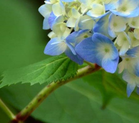 繡球花