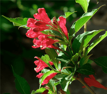 紅王子錦帶開花